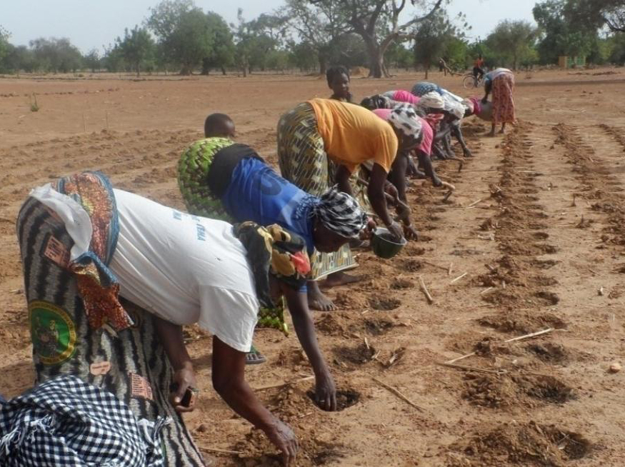 Zaï Water Microcatchment basins in the Sahel