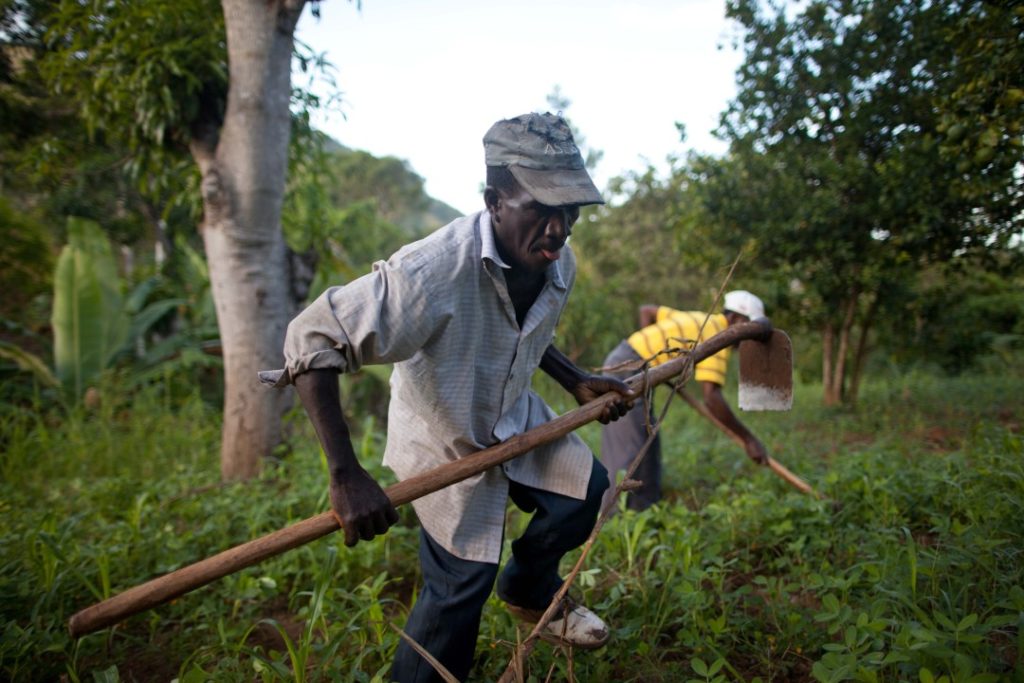 Haitian farmers working together to regenerate their land. Photo by Ben Depp.