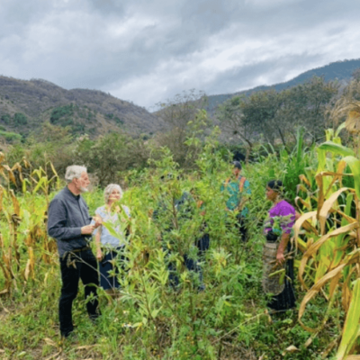 mayan seeds of hope