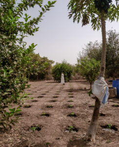 Zai pits in Mohammed's agroecology demonstration farm