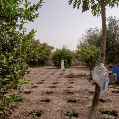 Zai pits in Mohammed's agroecology demonstration farm