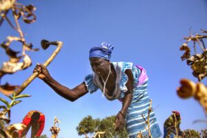 Blog cover transformational agroecology in Burkina Faso