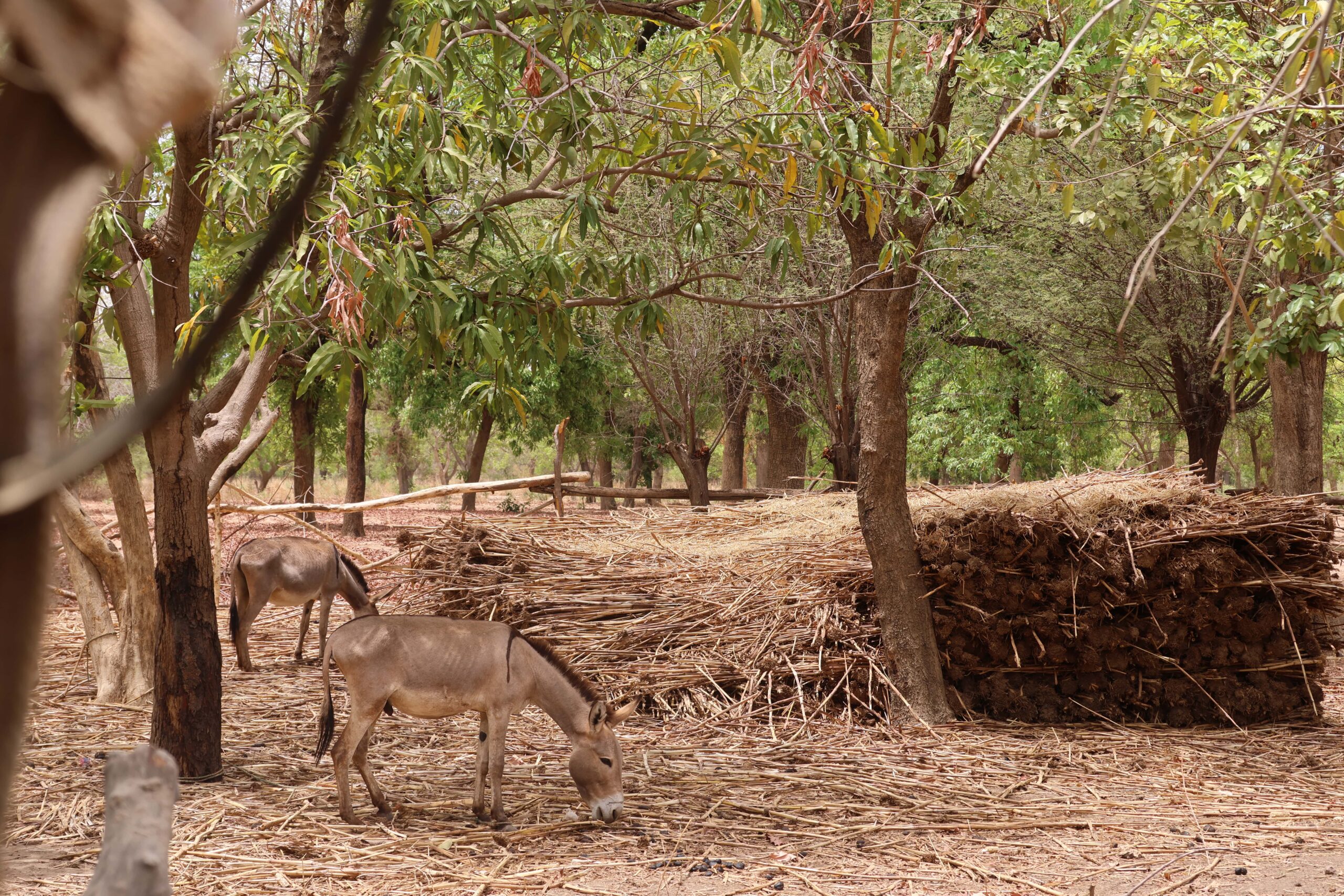 In Mali, in the Sahel region, 53% of the population depends on farming and pastoralism