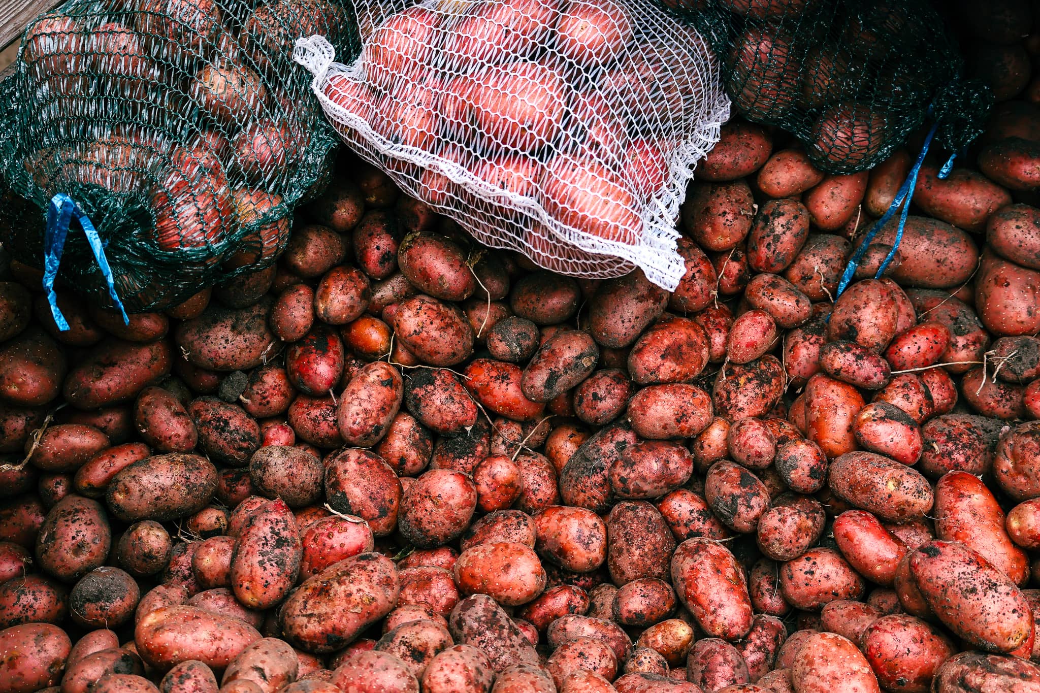 Agroecological potatoes for sustainable diets