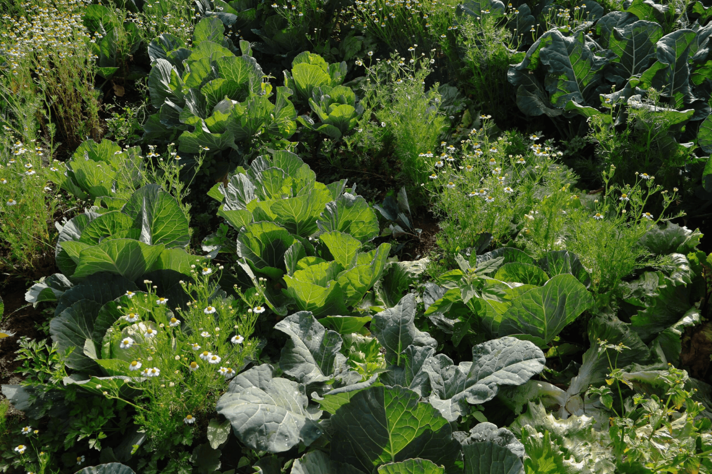 Agroecological lettuce in an agroecological diet