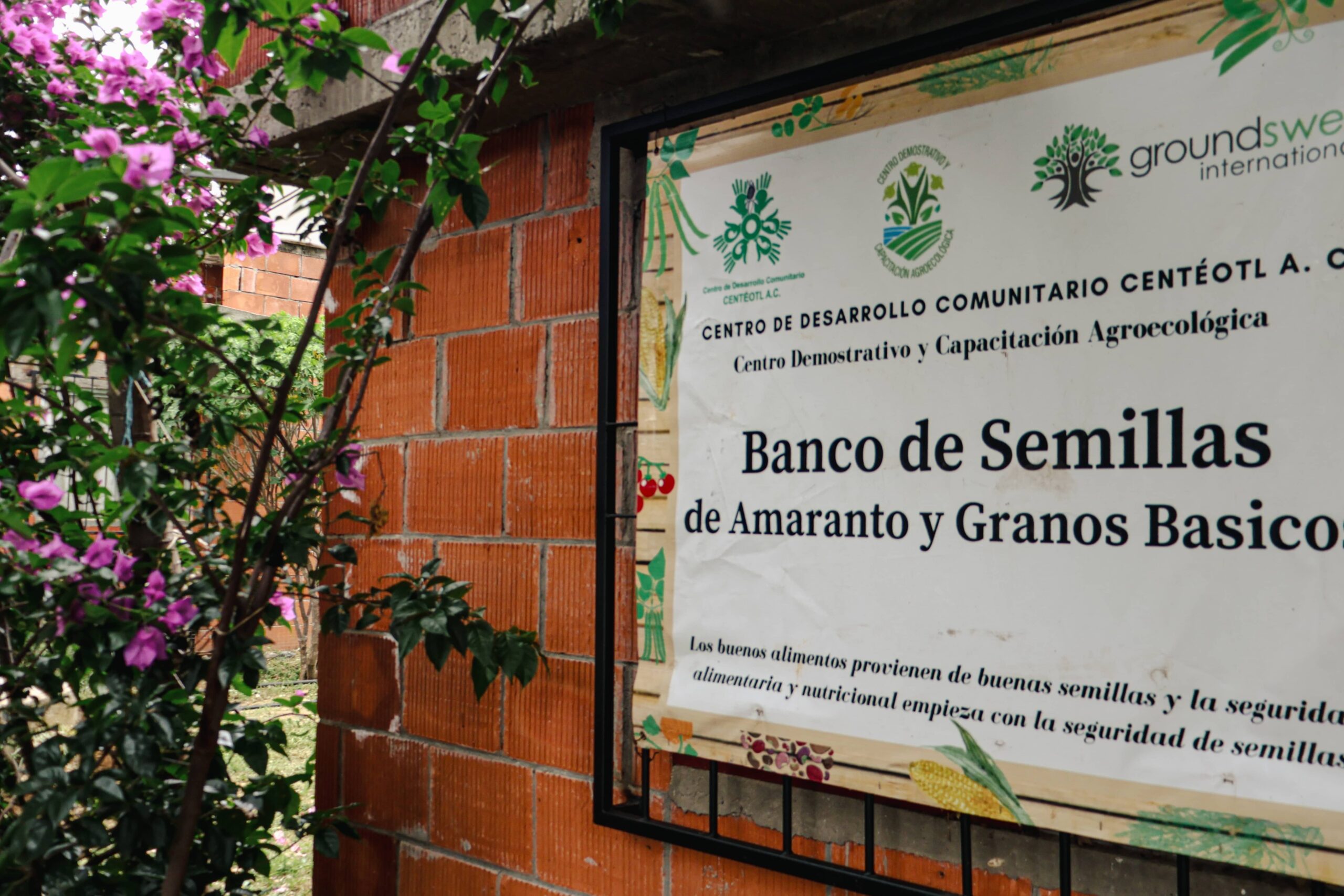 A seed bank initiative in Mexico to safeguard native seeds