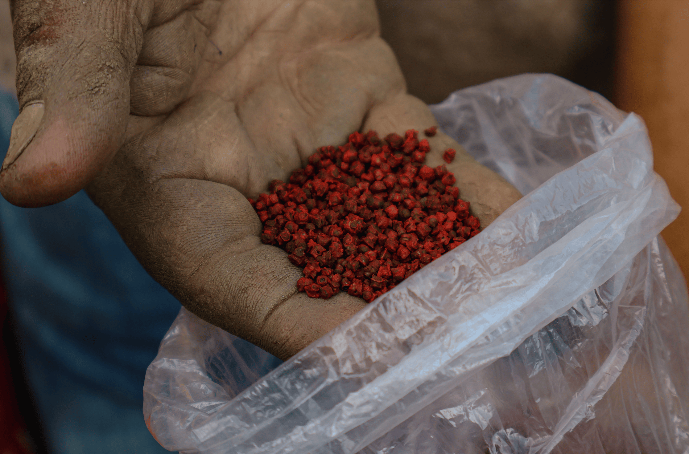 A hand holding red pepper seeds - agroecology in Latin America & the Caribbean