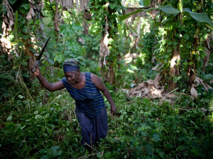 Agroecological woman farmer in Haiti
