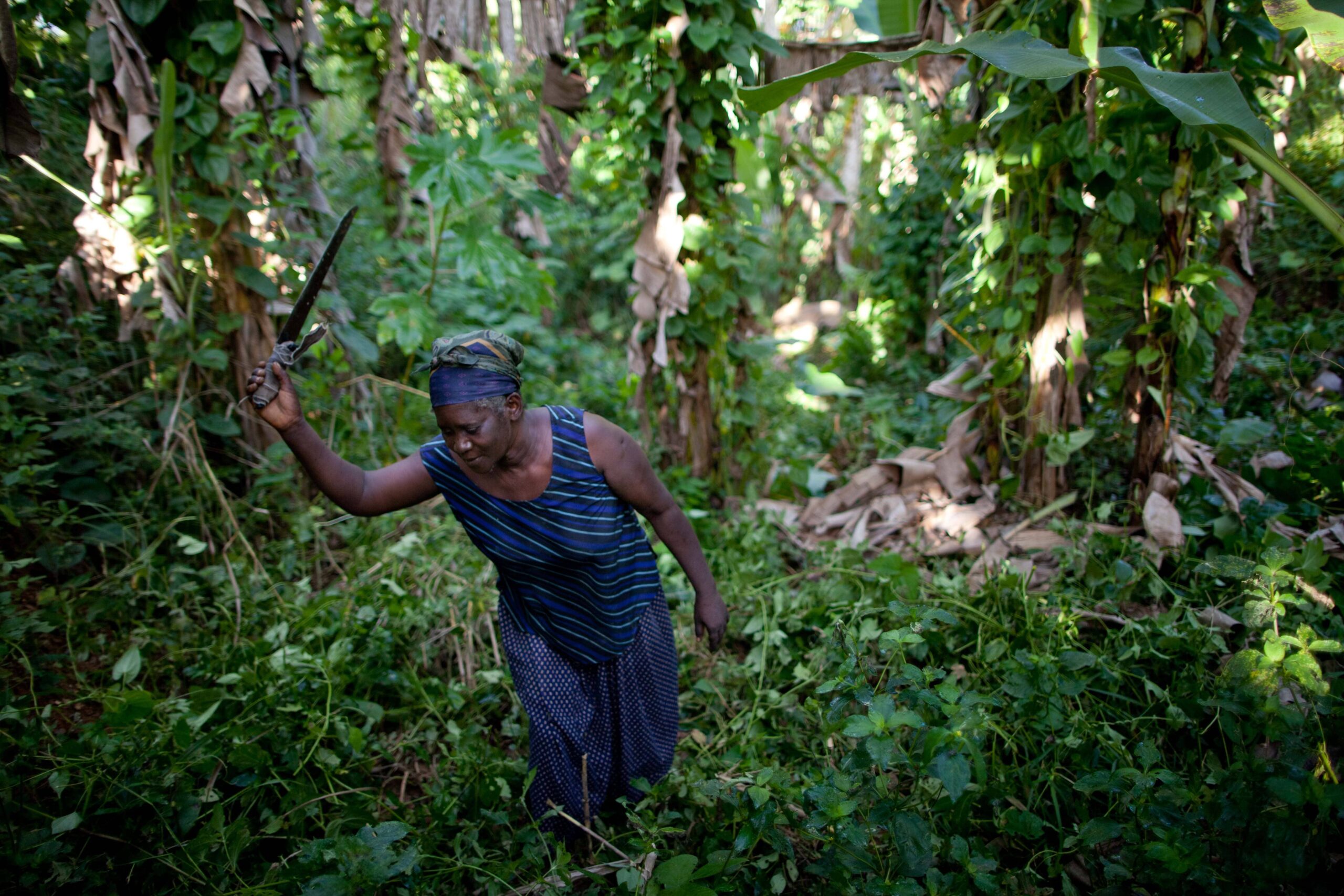 Agroecological woman farmer in Haiti