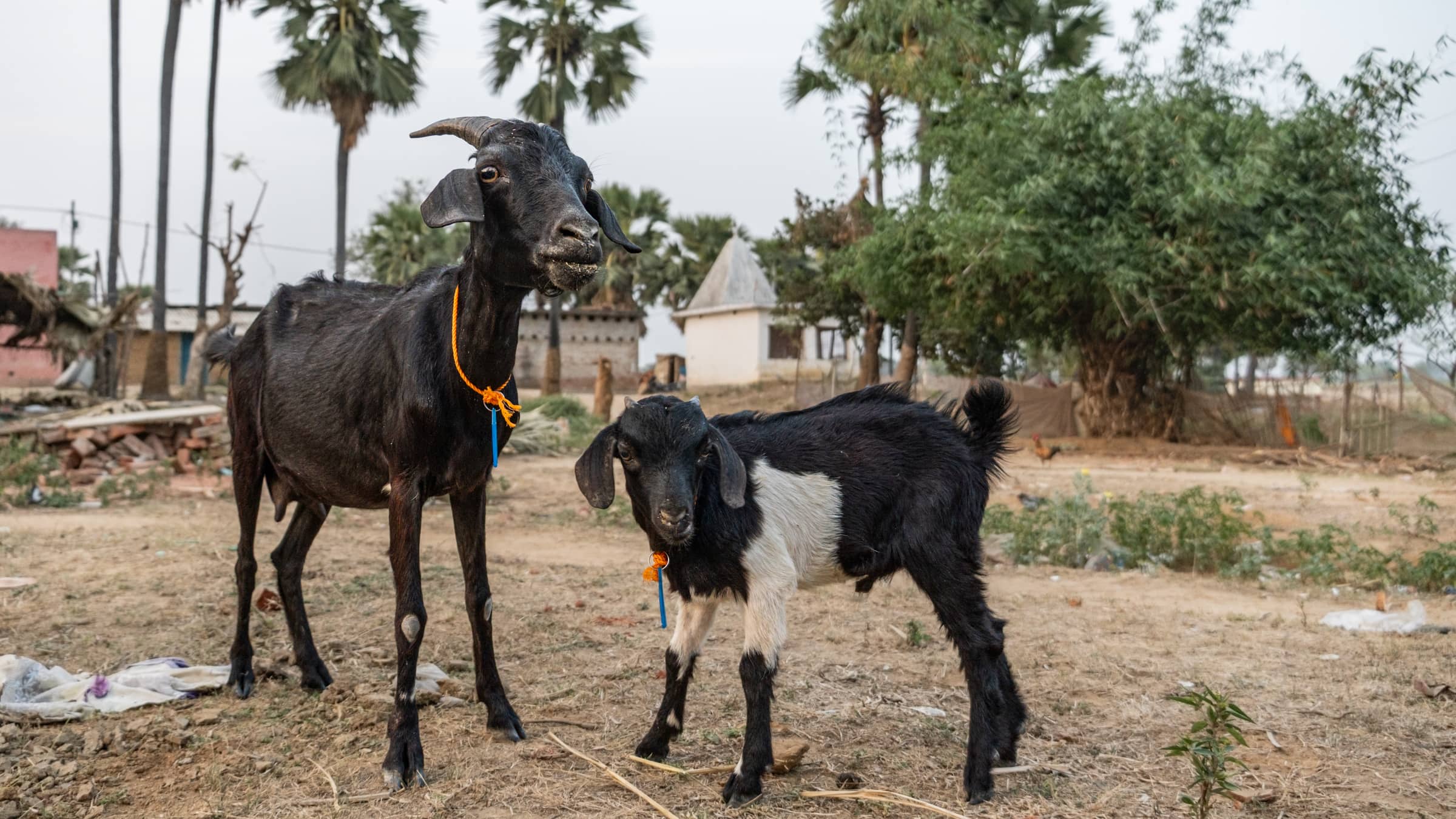 Goat rearing in Bihar, India as a vital source of income for poorer families